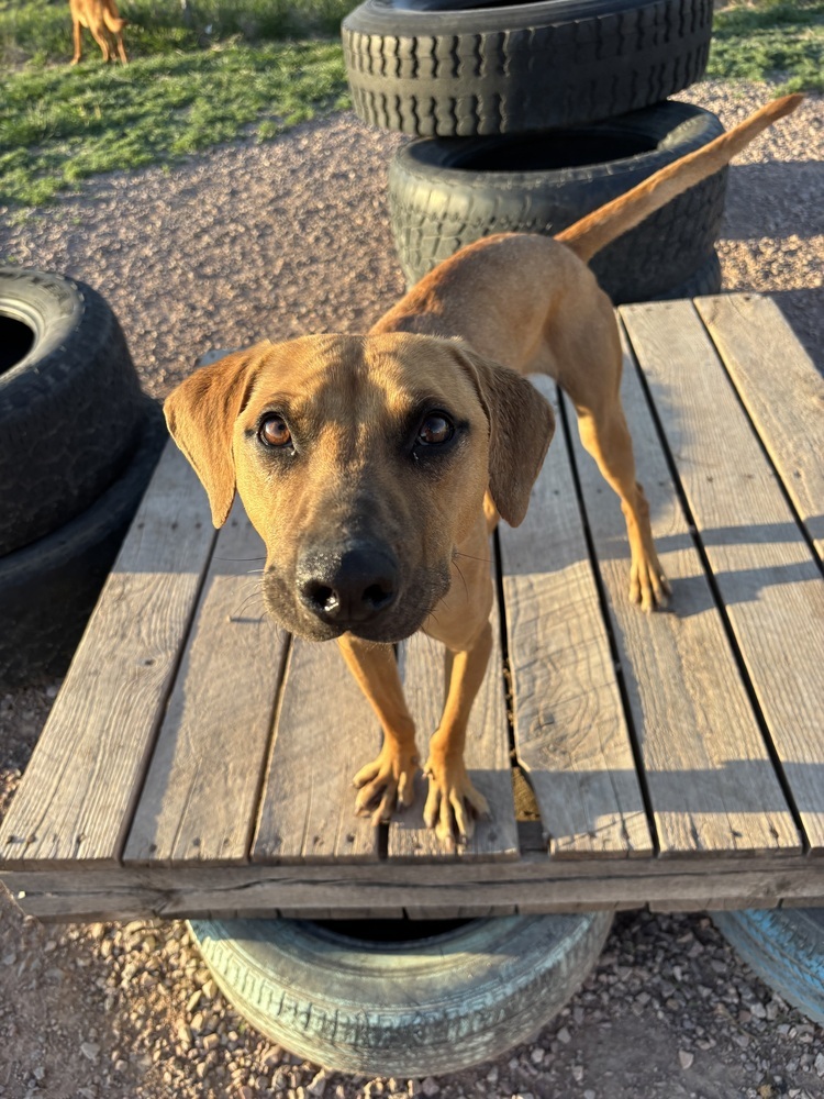 Bart, an adoptable Mixed Breed in Rapid City, SD, 57702 | Photo Image 4
