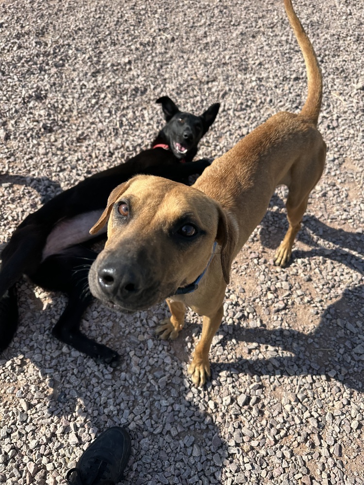 Bart, an adoptable Mixed Breed in Rapid City, SD, 57702 | Photo Image 5