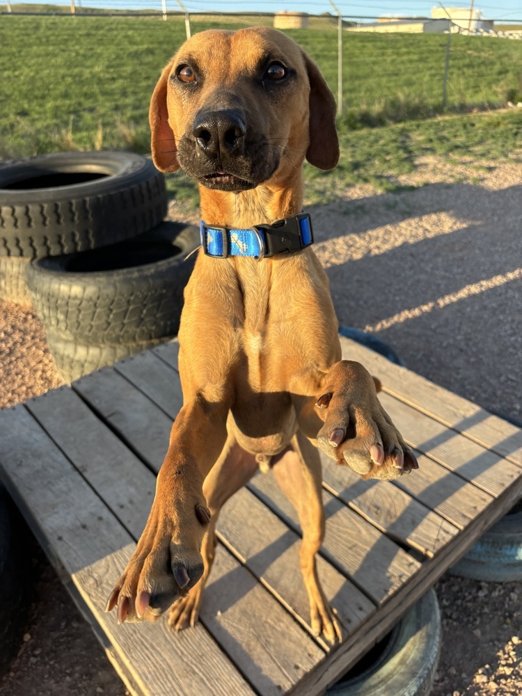 Bart, an adoptable Mixed Breed in Rapid City, SD, 57702 | Photo Image 6