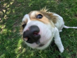 Meet Novac 6-month-old male Collie mix Novac is a sweet and resilient pup with a heart as big as hi