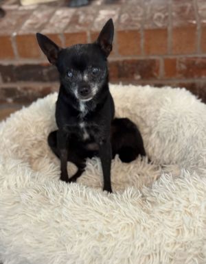 Pepper, Senior Female Chihuahua