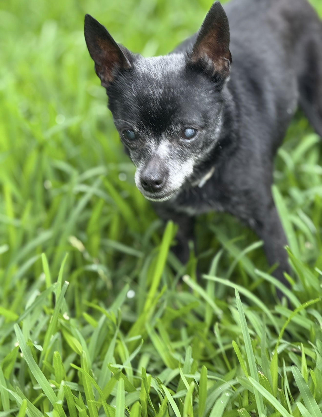 Pepper