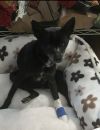 Pepper photo 3