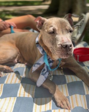 Meet Pottery This super sweet girl is a senior girl who was found under the FDR running loose How 