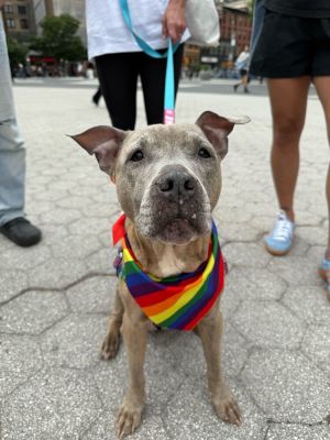 Meet Pottery This super sweet girl is a senior who was found under the FDR running loose How she e