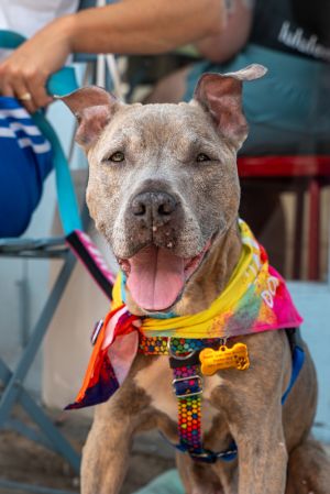 Meet Pottery This super sweet girl is a senior who was found under the FDR running loose How she e