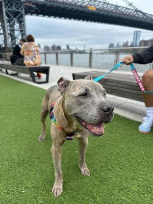 Meet Pottery This super sweet girl is a senior who was found under the FDR running loose How she e