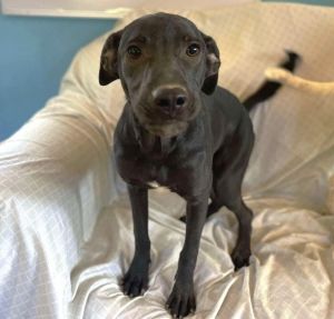 DIESEL, Young Male Labrador Retriever