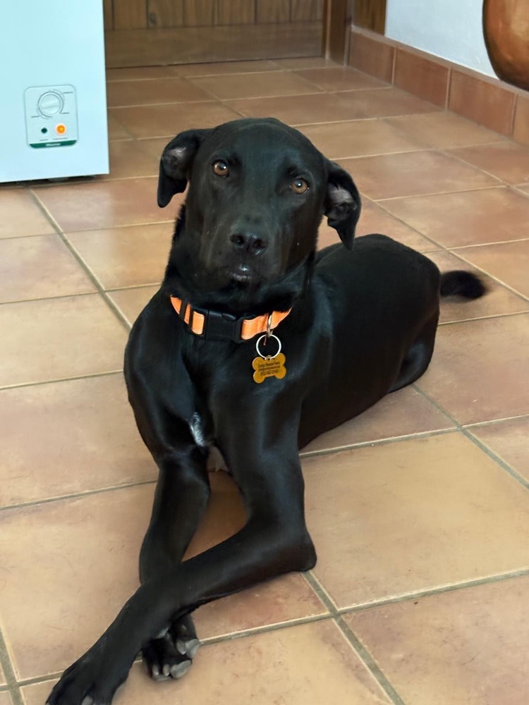 DIESEL - FOSTERED, an adoptable Labrador Retriever in Langley, BC, V2Y 3K1 | Photo Image 1