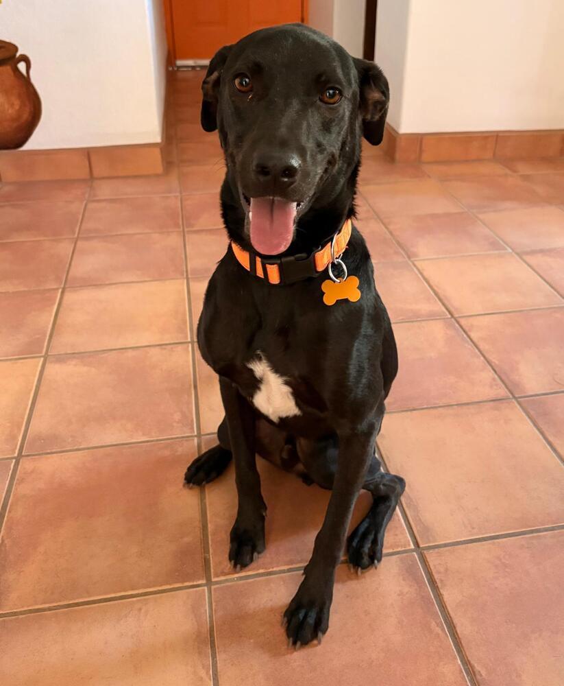 DIESEL - FOSTERED, an adoptable Labrador Retriever in Langley, BC, V2Y 3K1 | Photo Image 2