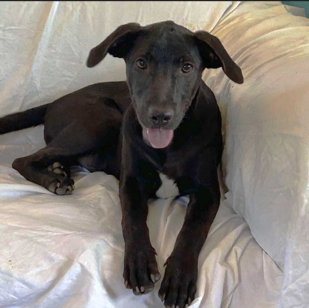 DIESEL - FOSTERED, an adoptable Labrador Retriever in Langley, BC, V2Y 3K1 | Photo Image 4