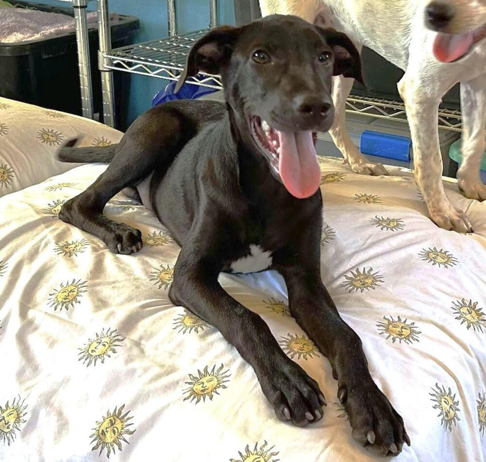 DIESEL, an adoptable Labrador Retriever in Langley, BC, V2Y 3K1 | Photo Image 5