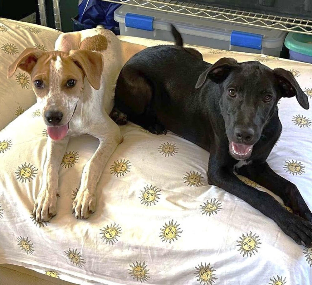 DIESEL - FOSTERED, an adoptable Labrador Retriever in Langley, BC, V2Y 3K1 | Photo Image 5