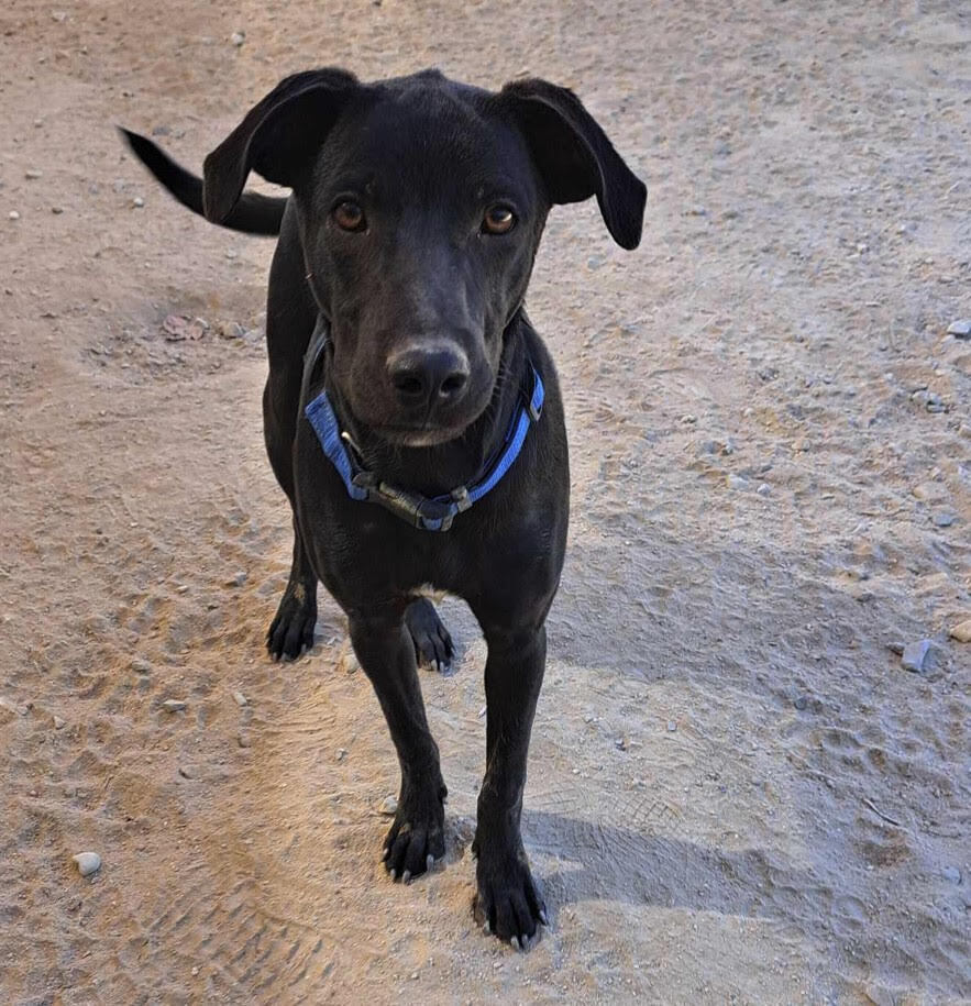 DIESEL - FOSTERED, an adoptable Labrador Retriever in Langley, BC, V2Y 3K1 | Photo Image 6
