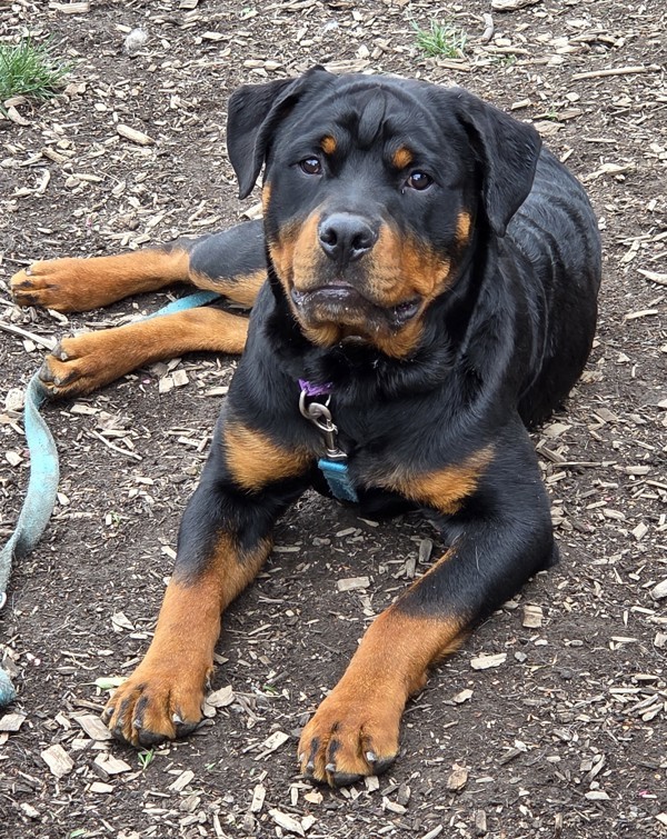 Hudson