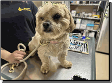 Rocky A465106