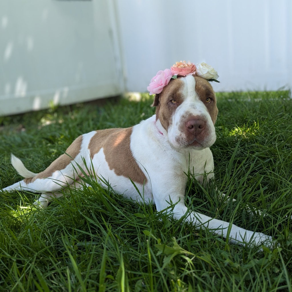 Rosie (Brue)