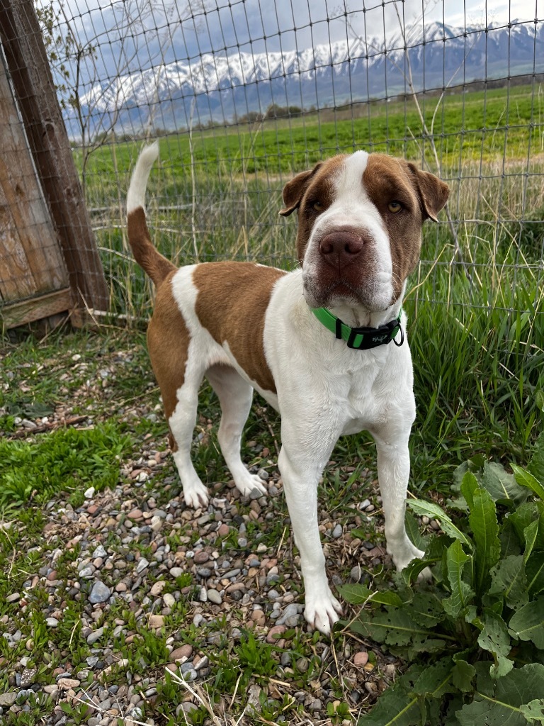 Rosie (Brue)
