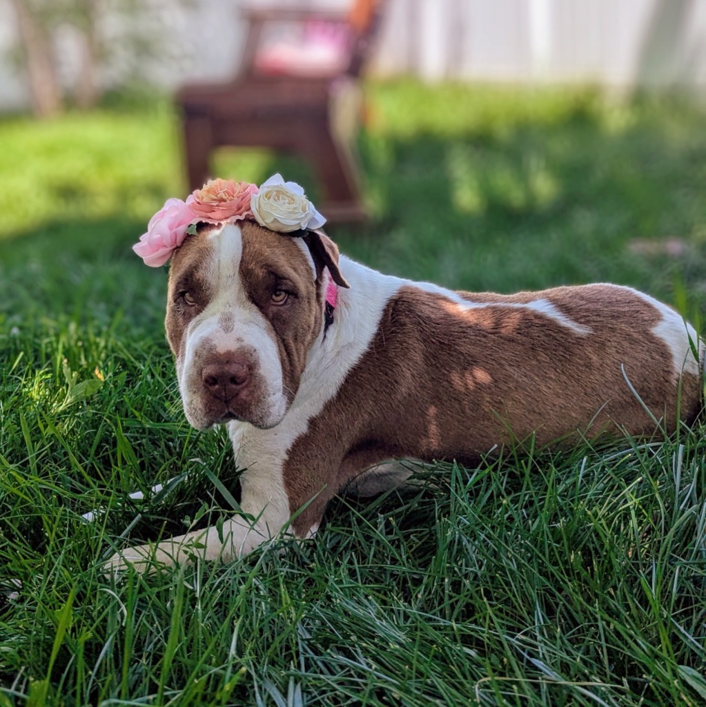 Rosie (Brue)