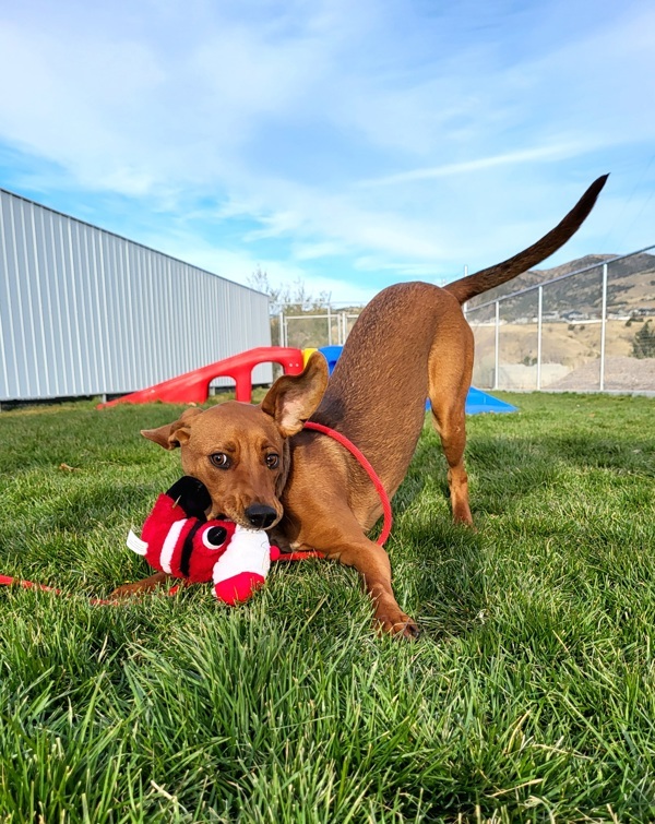 Nevada 43089, an adoptable Hound in Pocatello, ID, 83205 | Photo Image 2
