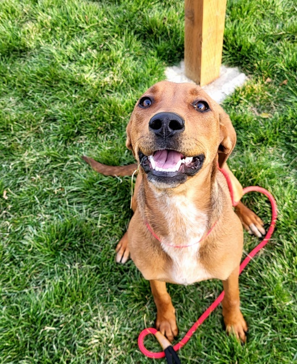 Nevada 43089, an adoptable Hound in Pocatello, ID, 83205 | Photo Image 3