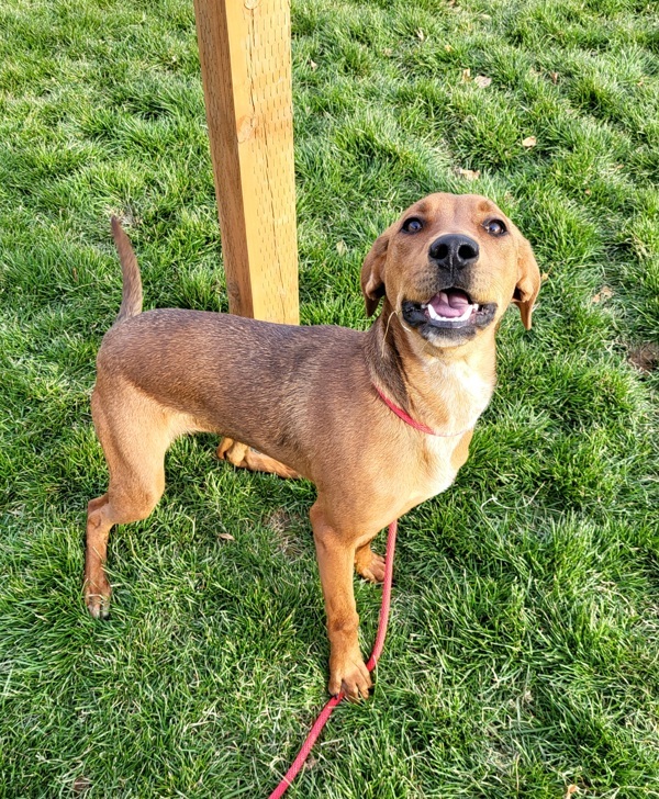Nevada 43089, an adoptable Hound in Pocatello, ID, 83205 | Photo Image 4