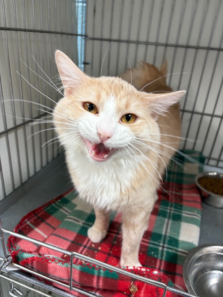 Froggy, an adoptable Domestic Medium Hair in Rock Springs, WY, 82901 | Photo Image 1