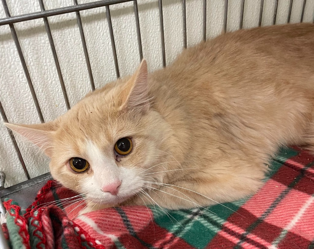Froggy, an adoptable Domestic Medium Hair in Rock Springs, WY, 82901 | Photo Image 2