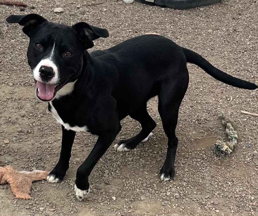 S'more, an adoptable Pit Bull Terrier in Rock Springs, WY, 82901 | Photo Image 1