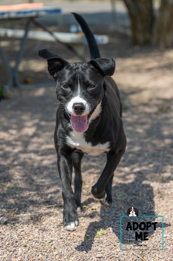 S'more, an adoptable Pit Bull Terrier in Rock Springs, WY, 82901 | Photo Image 1