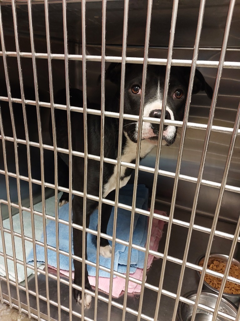 S'more, an adoptable Pit Bull Terrier in Rock Springs, WY, 82901 | Photo Image 2