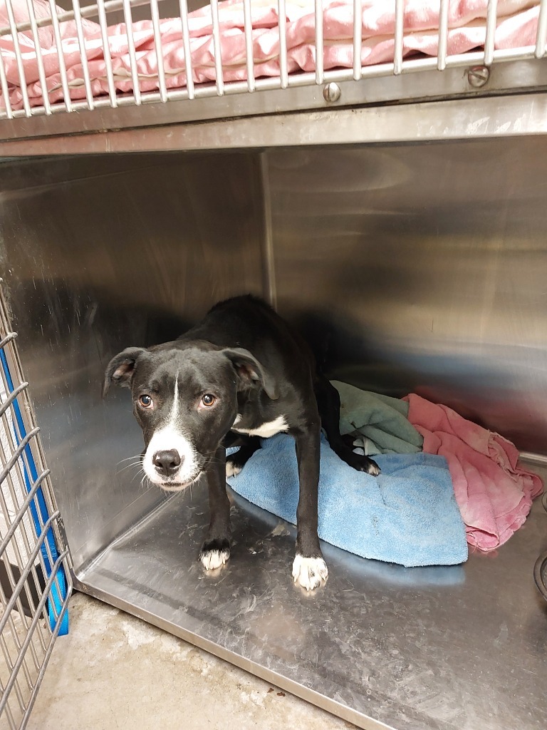 S'more, an adoptable Pit Bull Terrier in Rock Springs, WY, 82901 | Photo Image 3