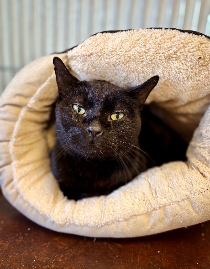 Lewis, an adoptable Domestic Short Hair in Rock Springs, WY, 82901 | Photo Image 1