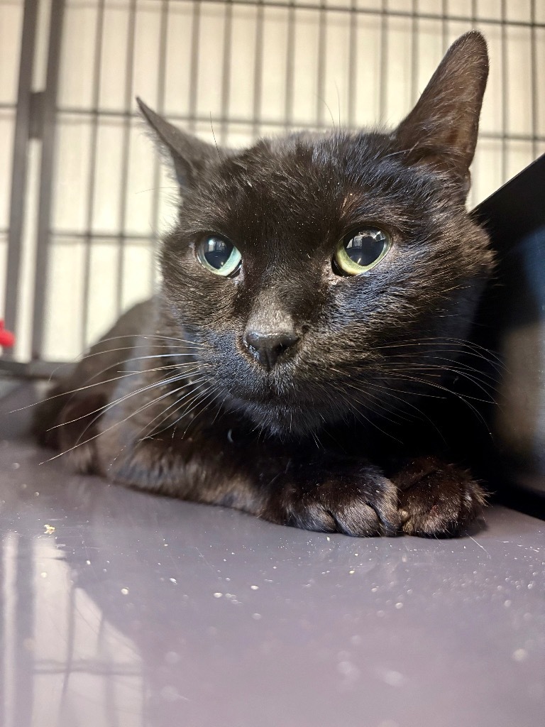 Lucifer AKA Lewis, an adoptable Domestic Short Hair in Rock Springs, WY, 82901 | Photo Image 3