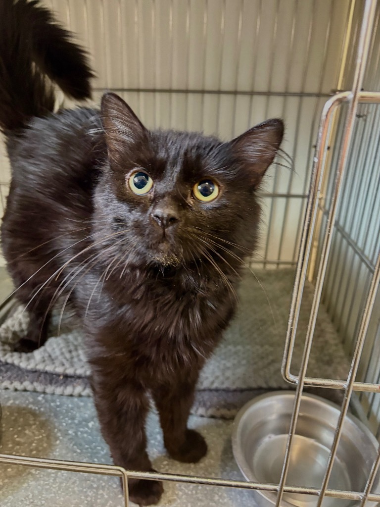 Clark, an adoptable Domestic Long Hair in Rock Springs, WY, 82901 | Photo Image 1