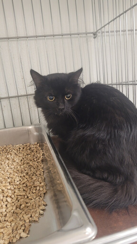 Clark, an adoptable Domestic Long Hair in Rock Springs, WY, 82901 | Photo Image 2