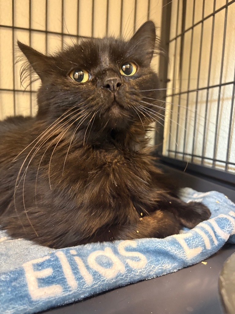 Clark, an adoptable Domestic Long Hair in Rock Springs, WY, 82901 | Photo Image 3