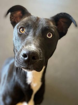 Pearl is a beautiful 50-pound female Border Collie mix She was left with a family and never picked 