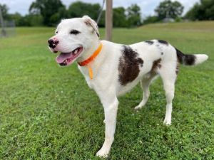 Levi is an almost two-year-old Australian Shepherd who was adopted and returned because he got too b