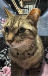 June Bug