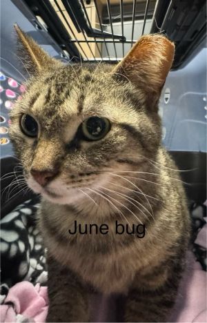 June Bug