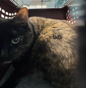 Bibbi
