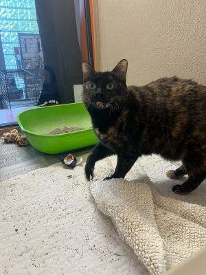 Bibbi