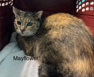 Mayflower