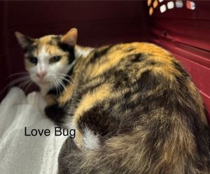 Love Bug