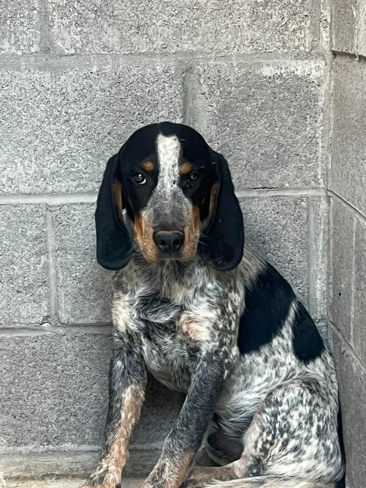 Chance, an adoptable Hound in Holbrook, AZ, 86025 | Photo Image 1