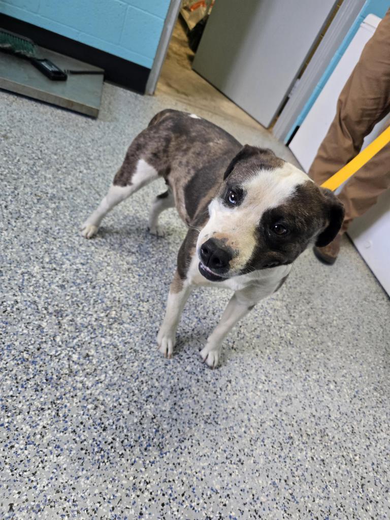 Annie, an adoptable Catahoula Leopard Dog, Mixed Breed in Holbrook, AZ, 86025 | Photo Image 1