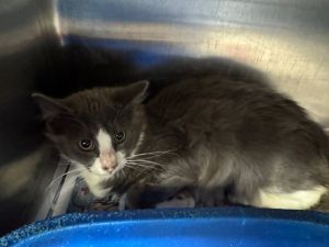 Texel, Young Male Domestic Medium Hair