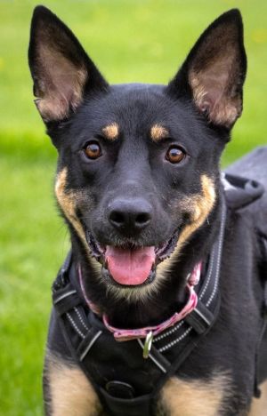 Nosh, Adult Female Australian Kelpie