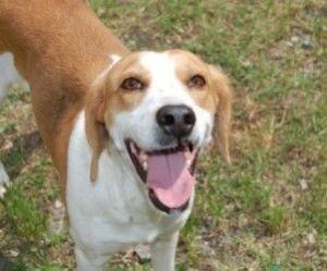 Sadie, Adult Female Treeing Walker Coonhound